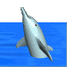 :3d_dolphin: